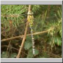 Aeshna cyanea - Blaugruene Mosaikjungfer m02.jpg